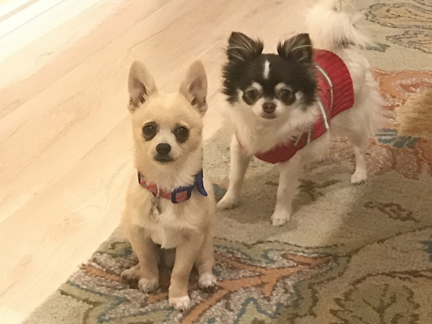 Chihuahua Puppies For Sale Huntington Beach, CA 182352