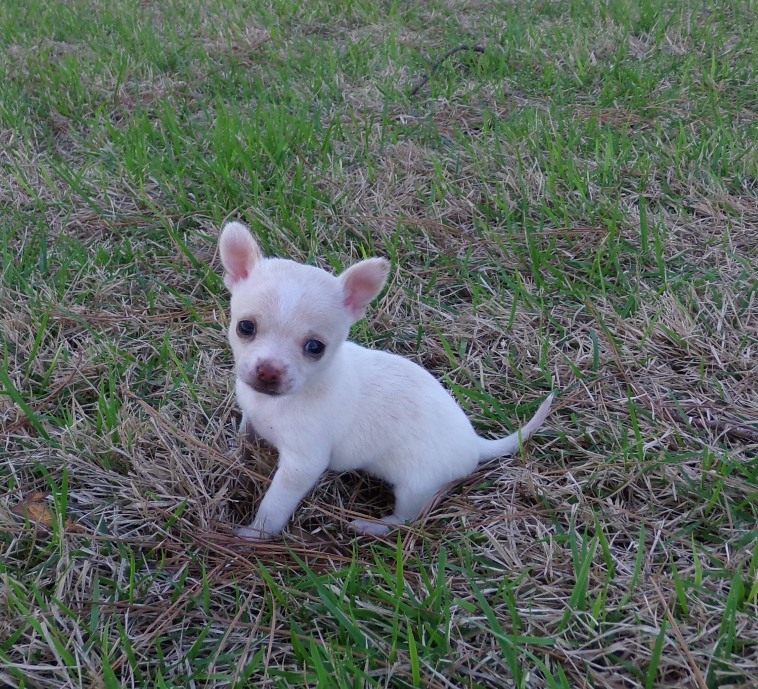 Chihuahua Puppies For Sale Bastrop, TX 184228 Petzlover