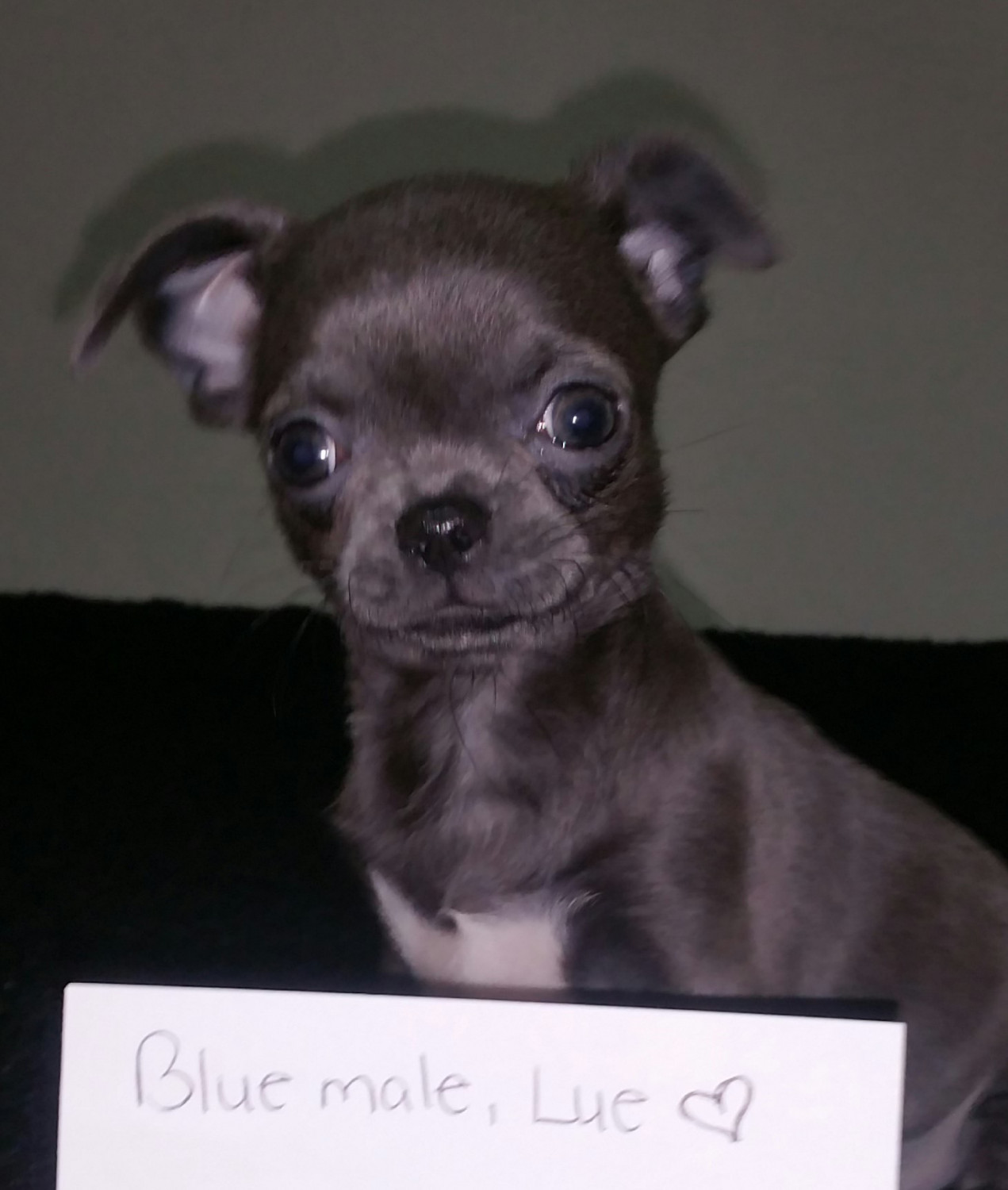 Chihuahua Puppies For Sale Tucson, AZ 183367 Petzlover