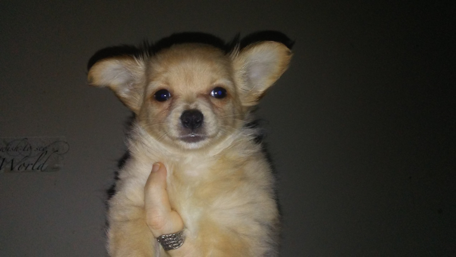 Chihuahua Puppies For Sale Alliance, OH 193287