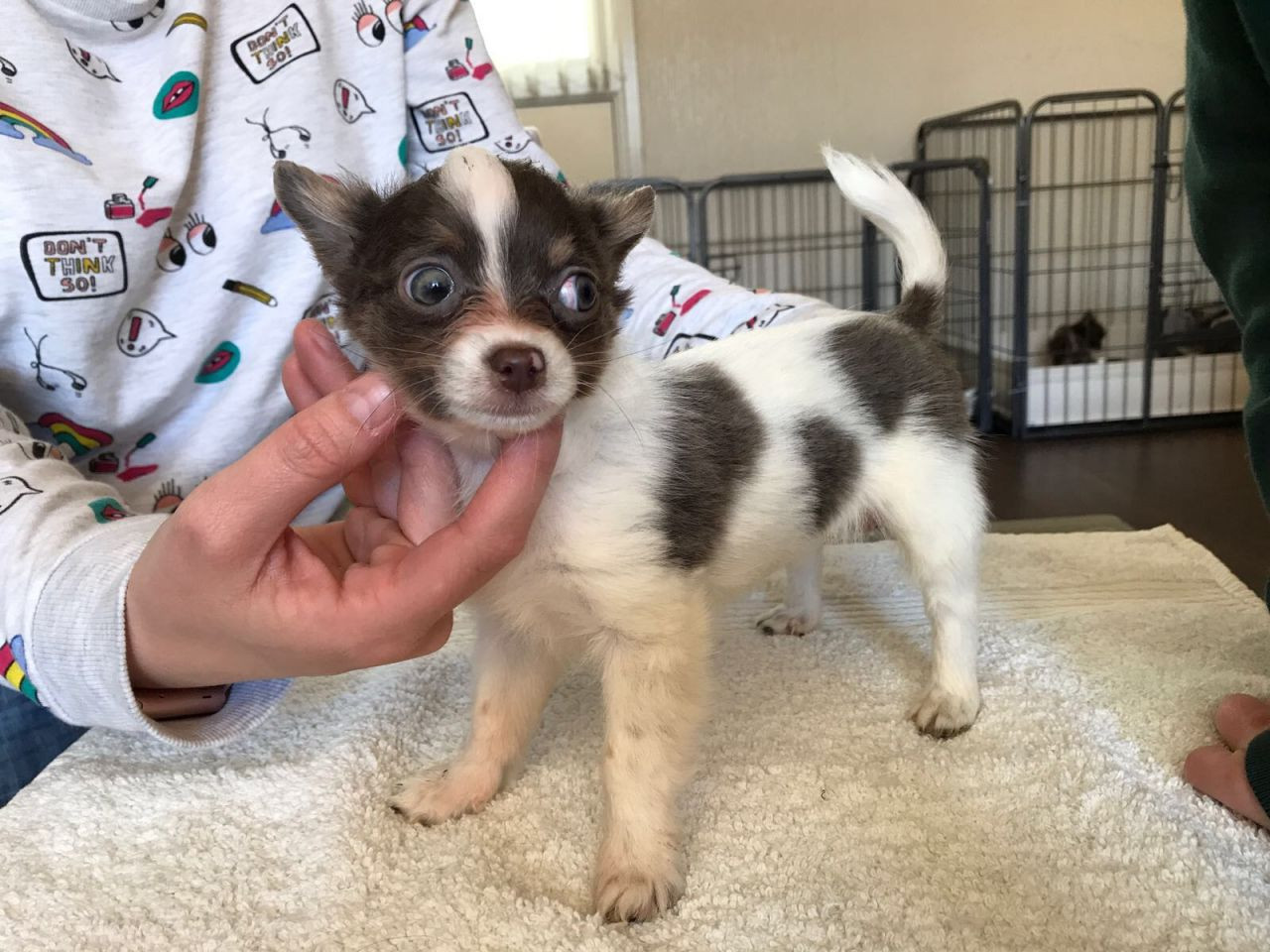 Chihuahua Puppies For Sale California Avenue, Surratts