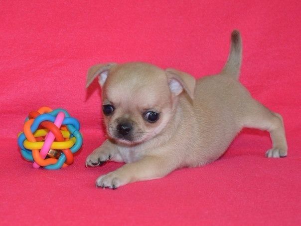 Chihuahua Puppies For Sale Kentucky 227, KY 197841