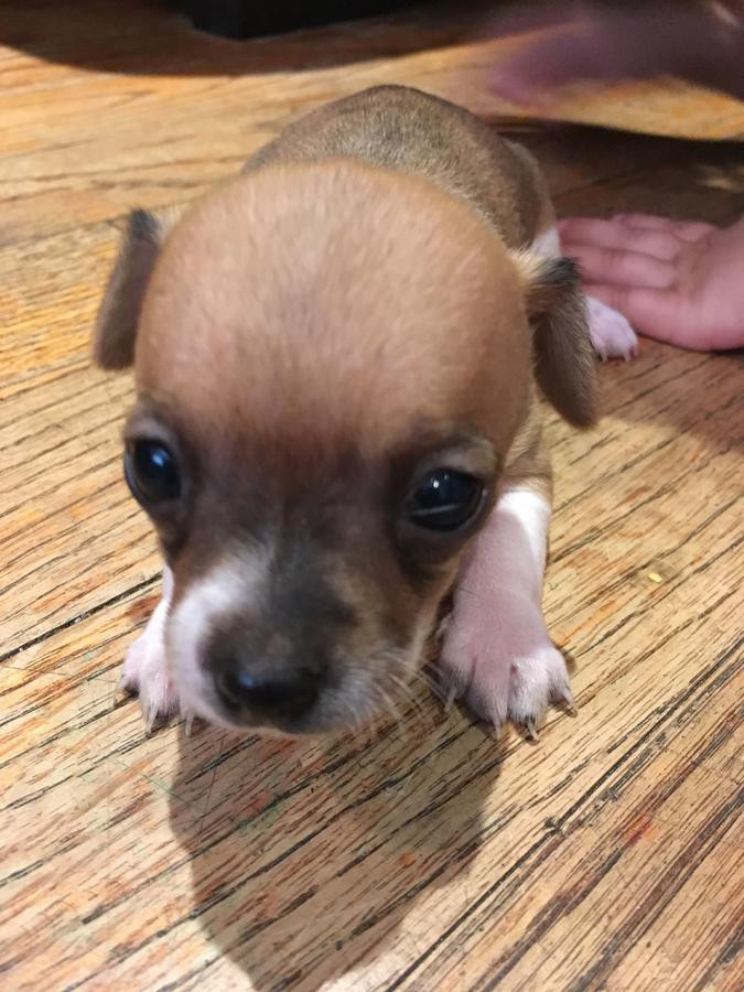 Chihuahua Puppies For Sale New Jersey 3, NJ 203856