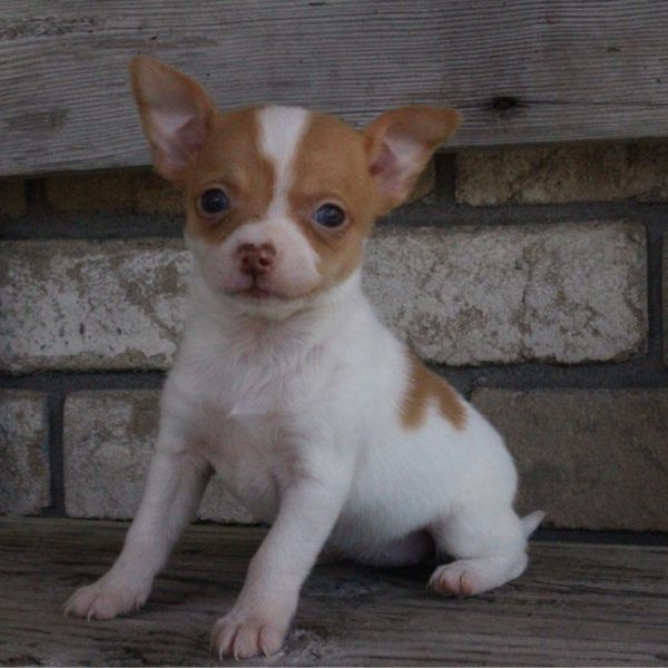 Chihuahua Puppies For Sale Canton, OH 204804 Petzlover