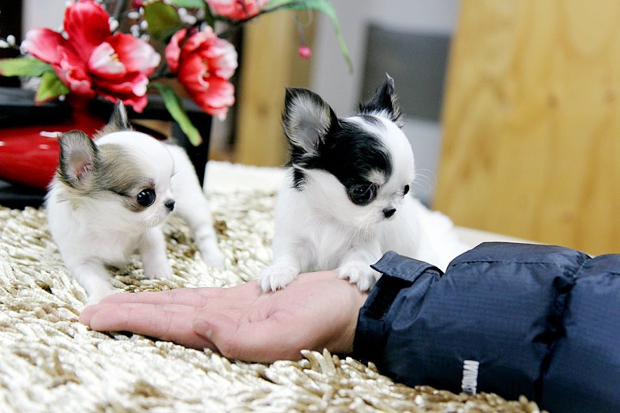 Chihuahua Puppies For Sale Memphis, TN 208700 Petzlover