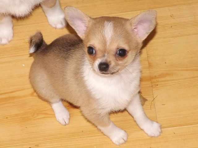 Chihuahua Puppies For Sale Washington, DC 209176