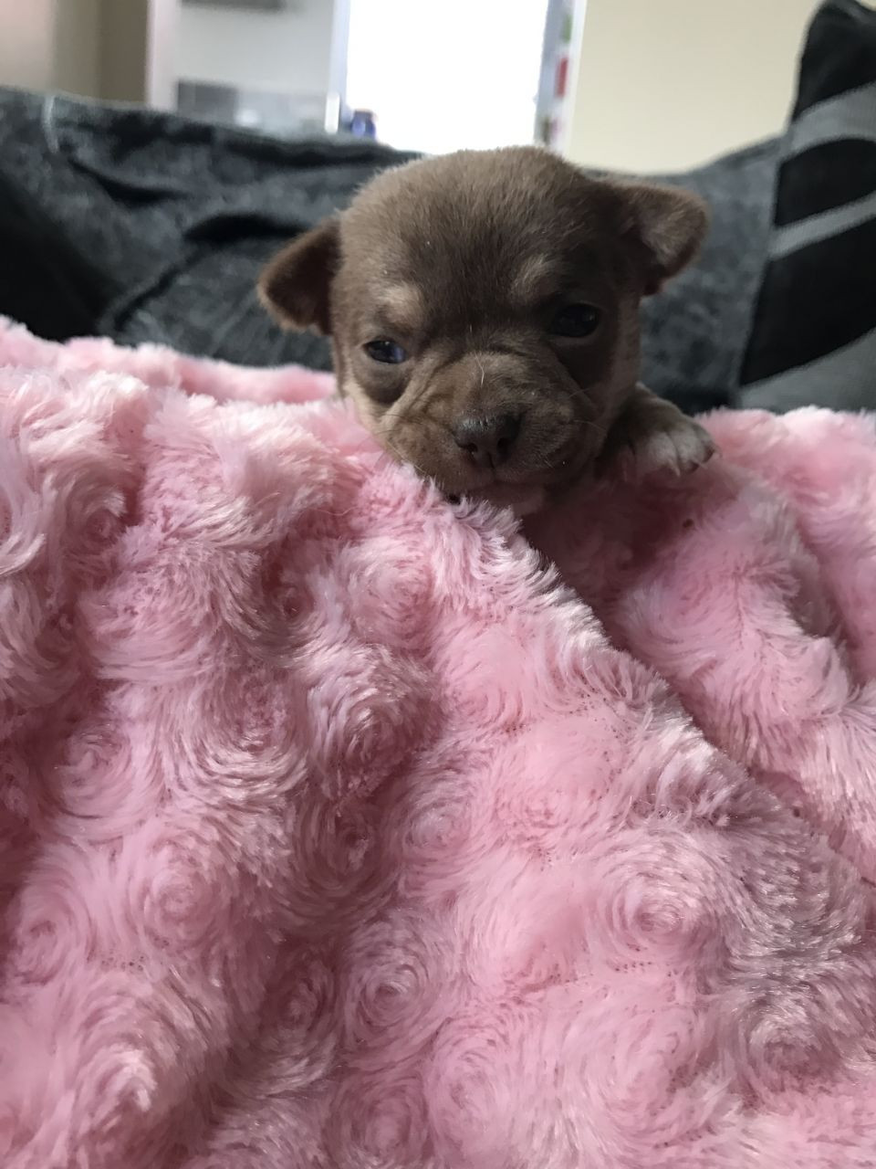 Chihuahua Puppies For Sale Adell, WI 209641 Petzlover