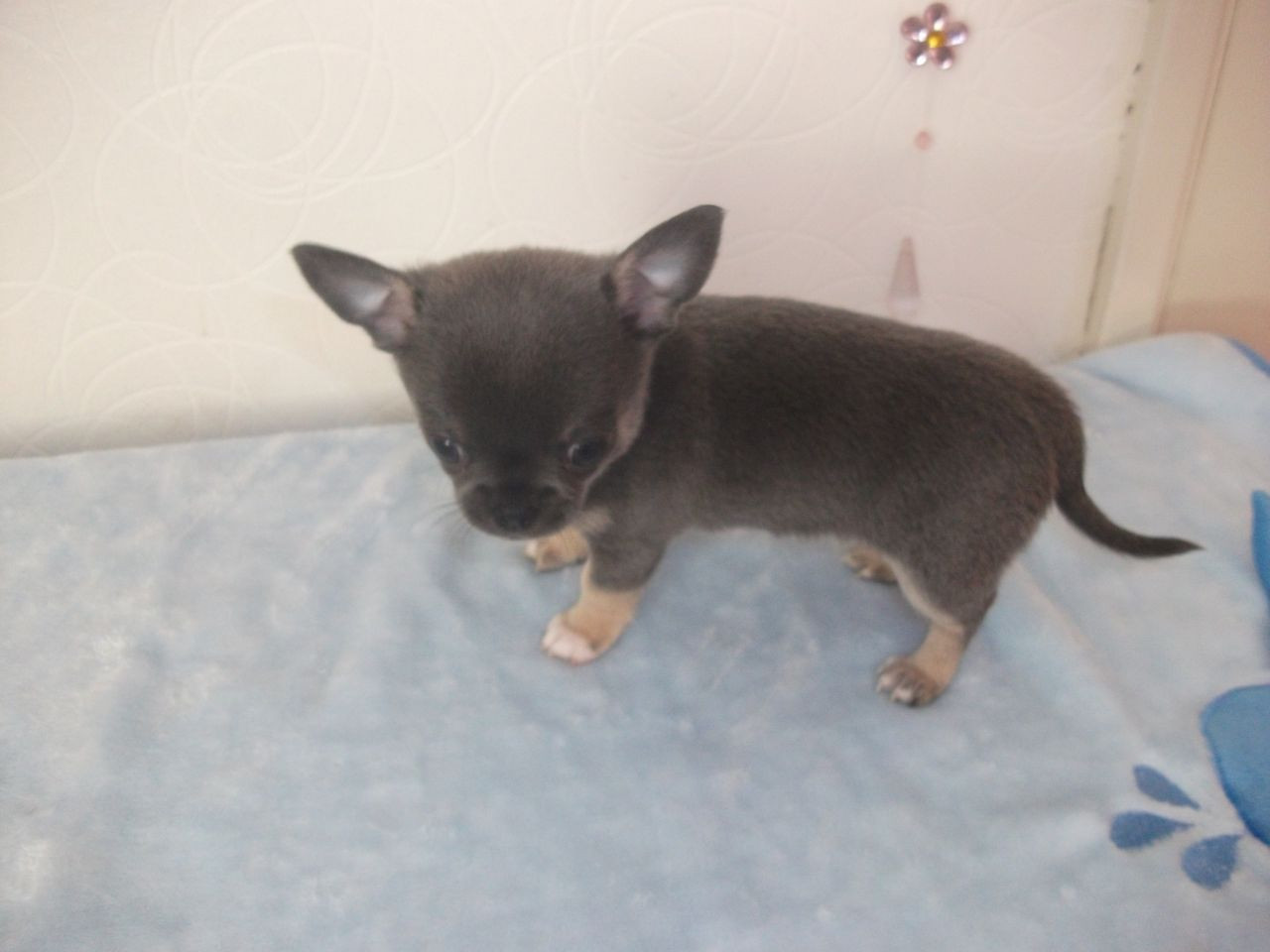 Chihuahua Puppies For Sale Seattle, WA 212991 Petzlover