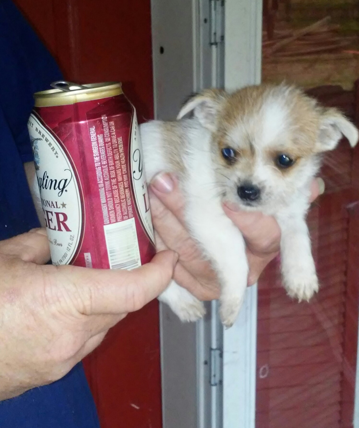 Chihuahua Puppies For Sale Minor Hill, TN 213563
