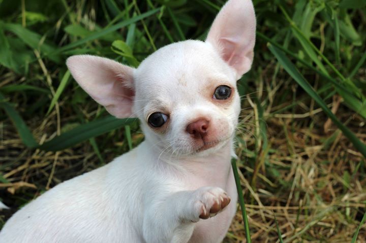 Chihuahua Puppies For Sale Manassas, VA 216630