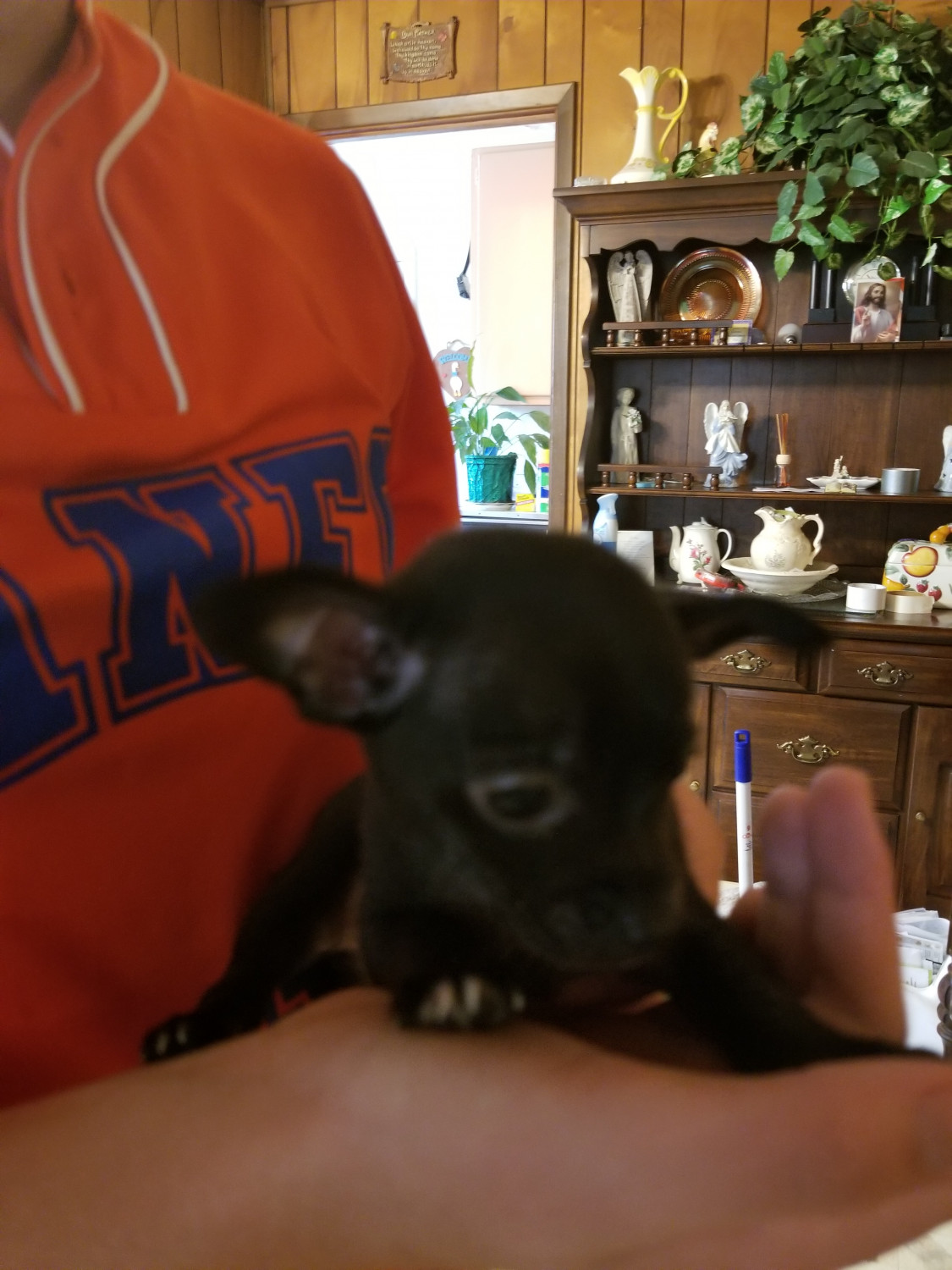Chihuahua Puppies For Sale Knoxville, TN 219083
