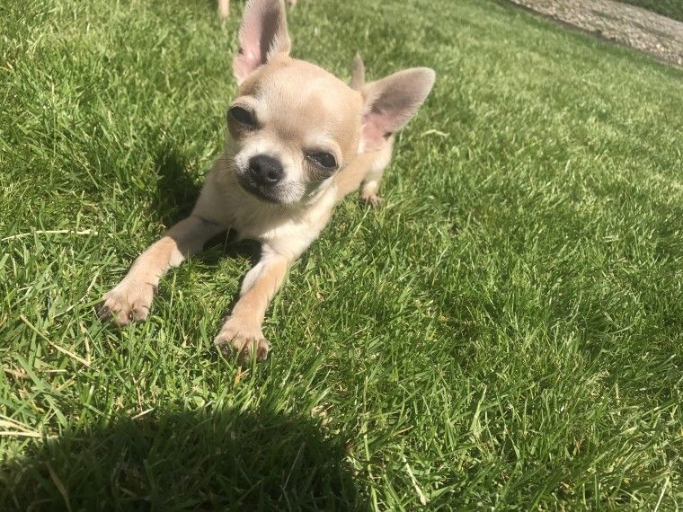 Chihuahua Puppies For Sale Dallas, TX 223218 Petzlover