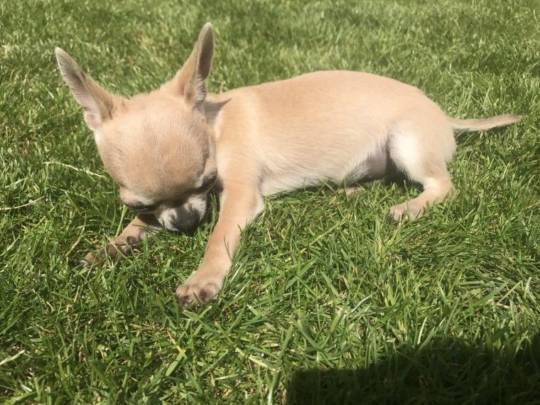 Chihuahua Puppies For Sale Dallas, TX 223218 Petzlover