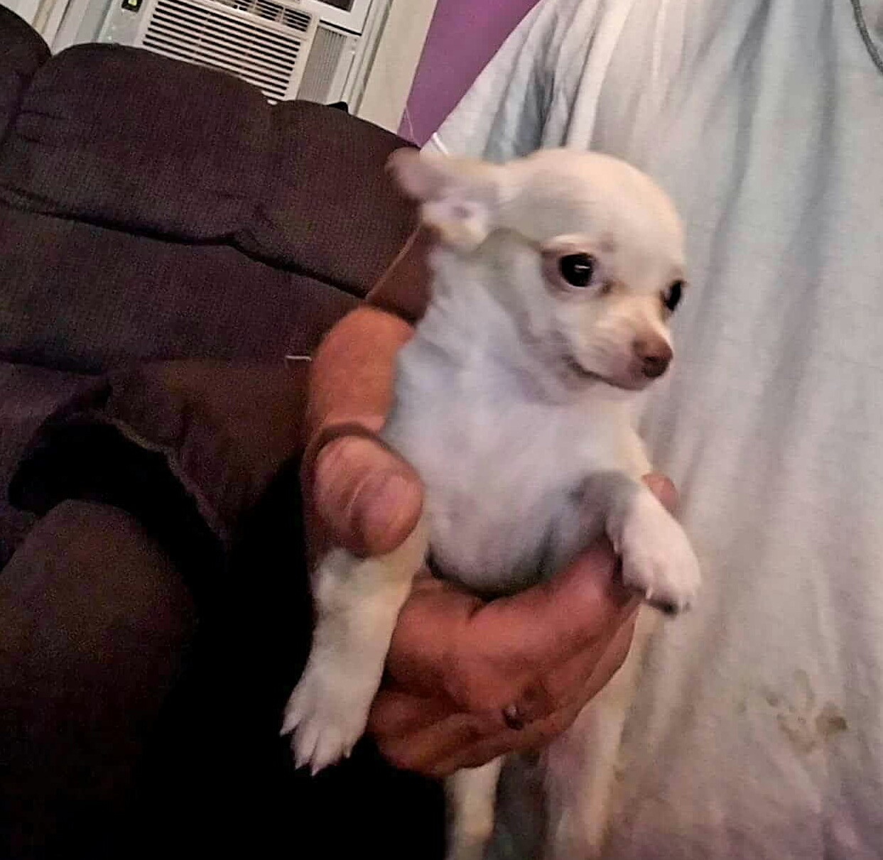 Chihuahua Puppies For Sale Kittanning, PA 227306