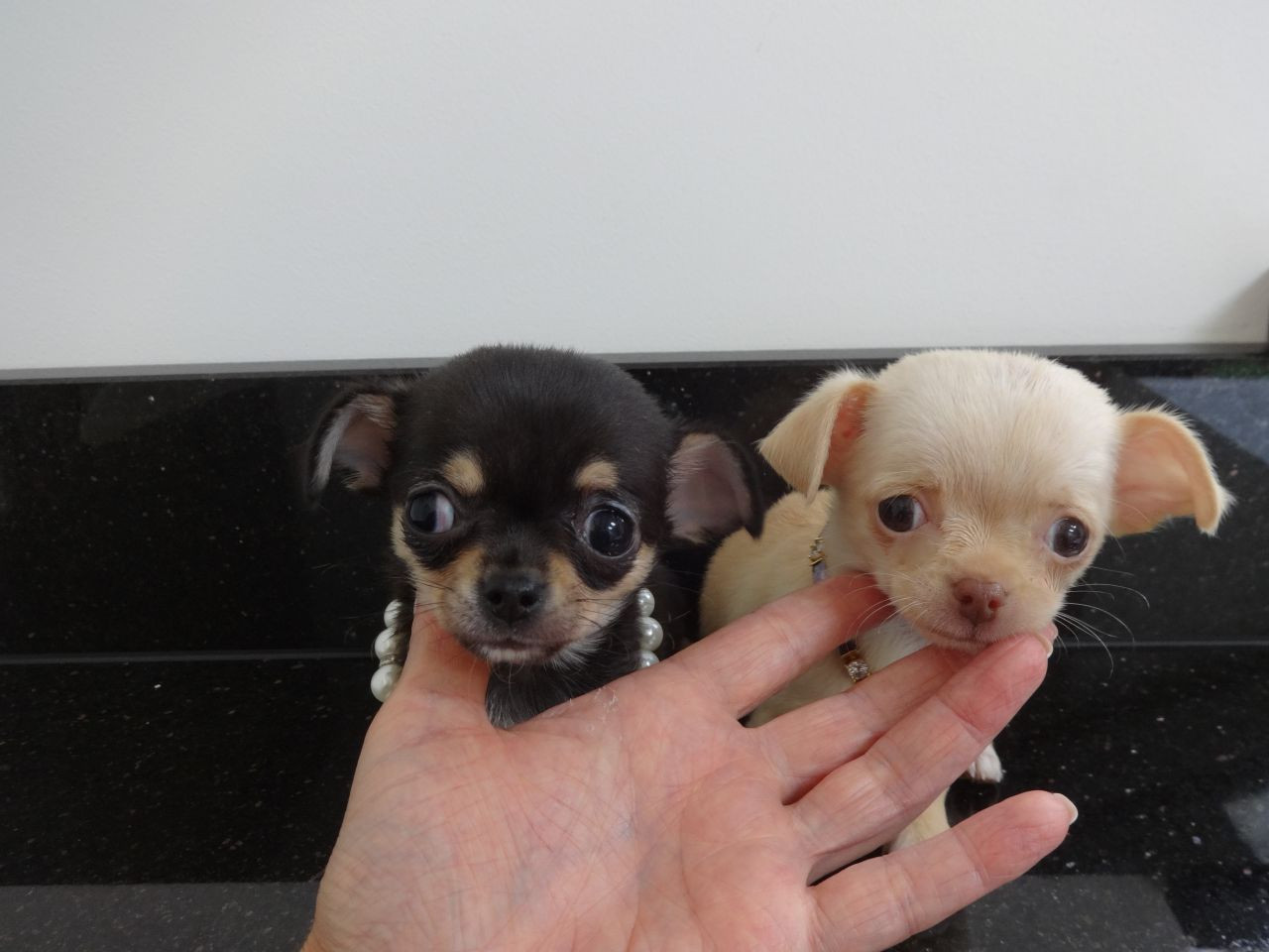 Chihuahua Puppies For Sale North Carolina Central