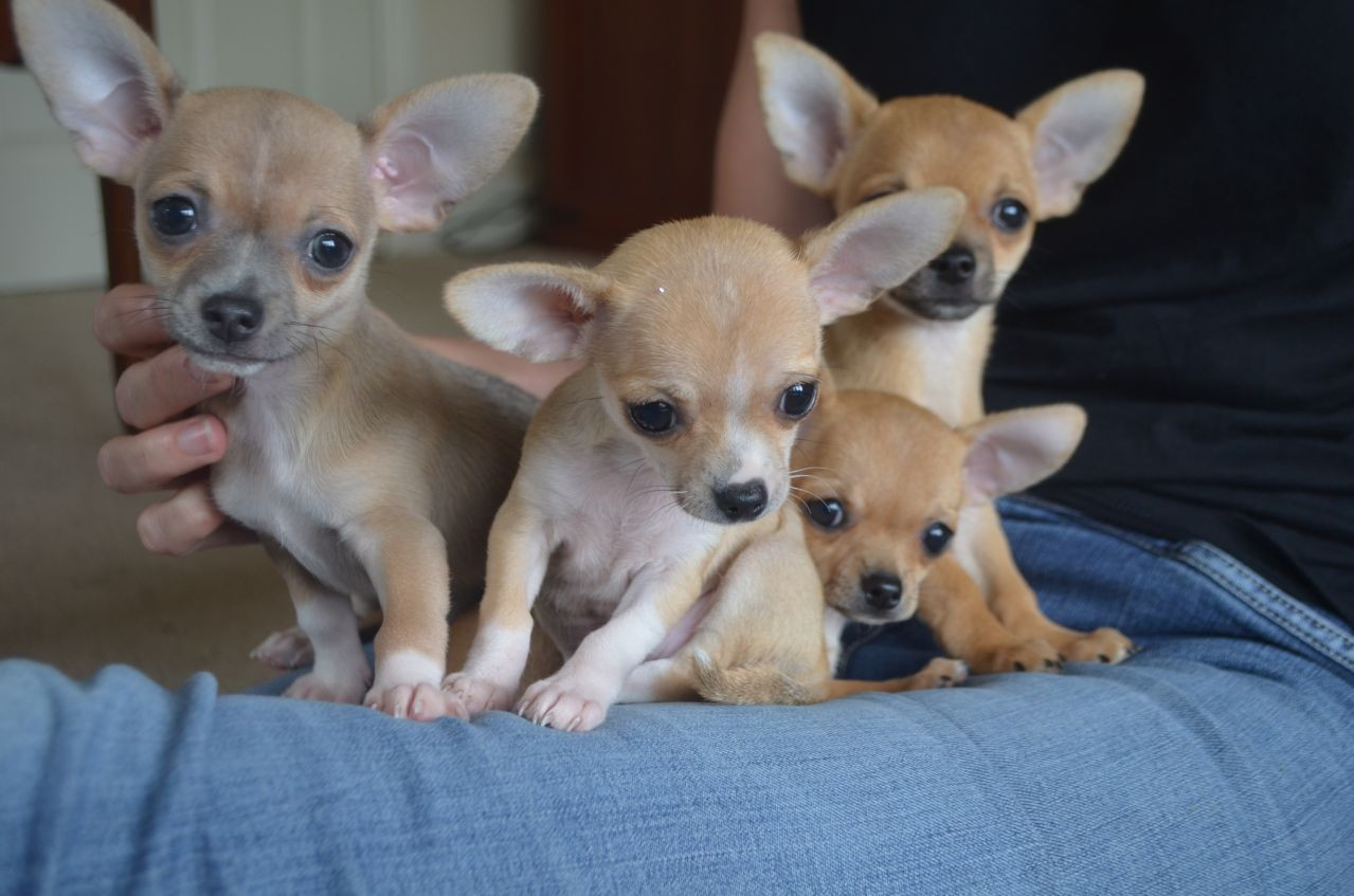 Chihuahua Puppies For Sale 85, GA 227819