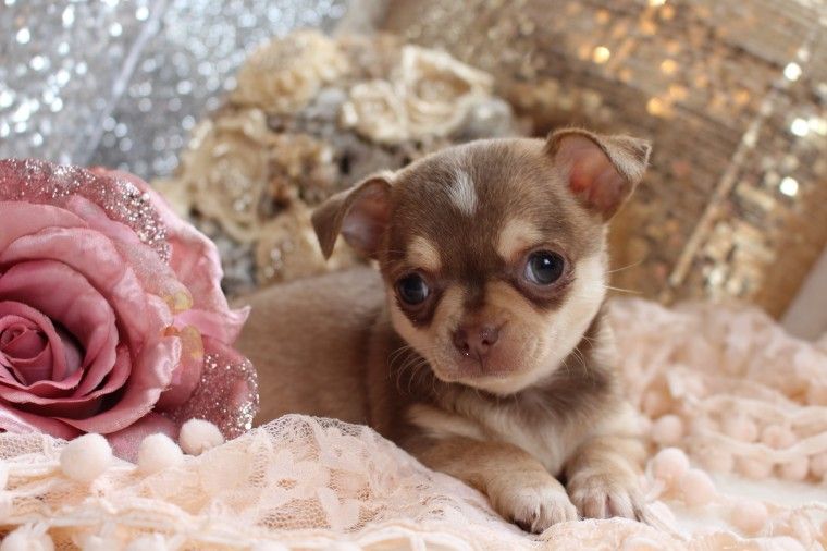 Chihuahua Puppies For Sale Los Angeles, CA 230668