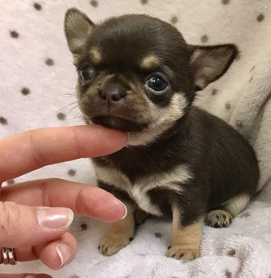 Chihuahua Puppies For Sale Houston, TX 233949 Petzlover
