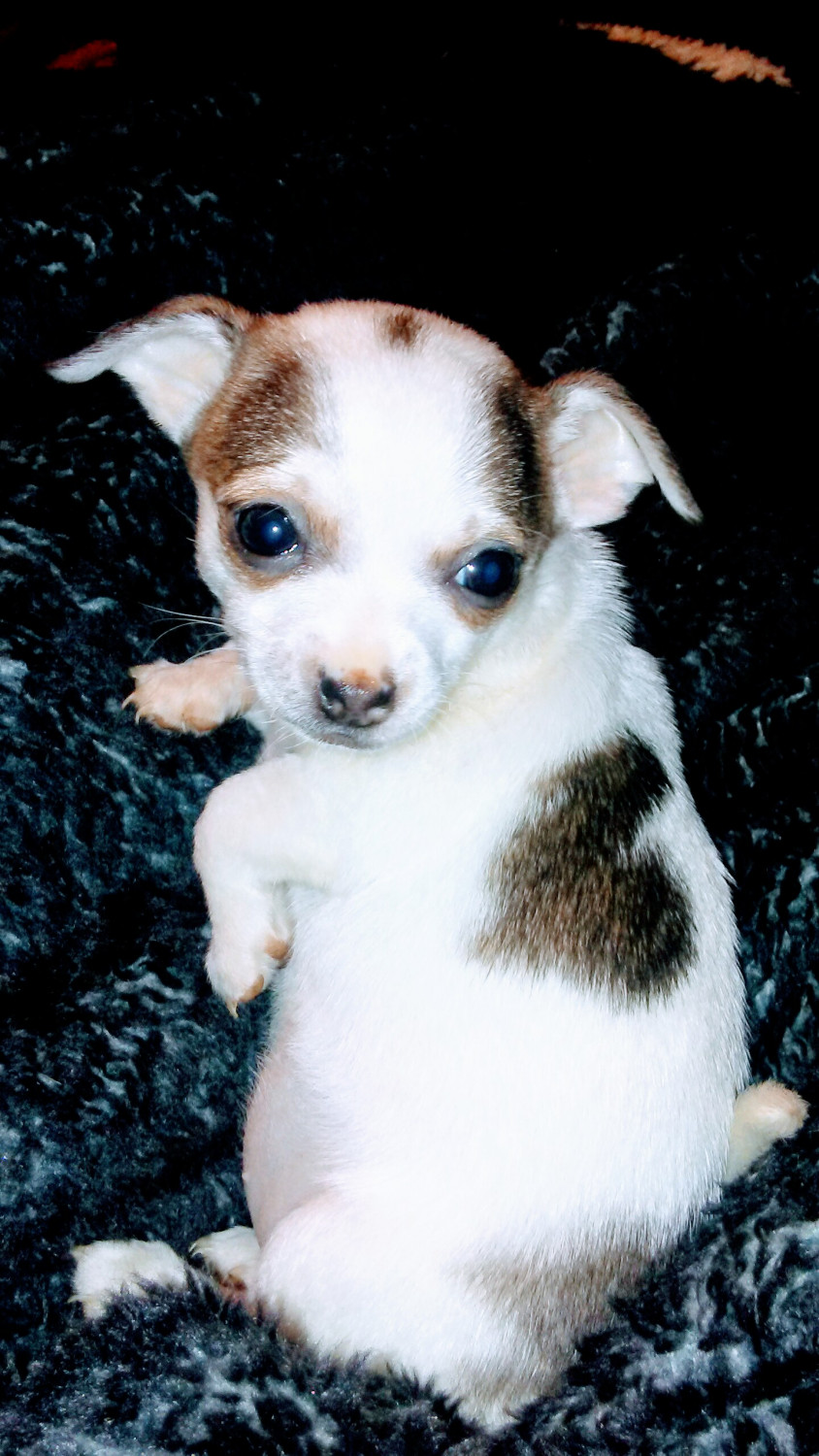 Chihuahua Puppies For Sale Columbus, OH 235772