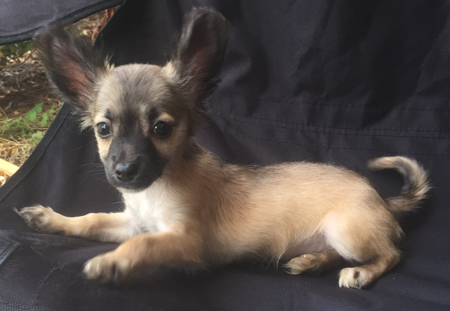 Chihuahua Puppies For Sale Loganville, GA 238898