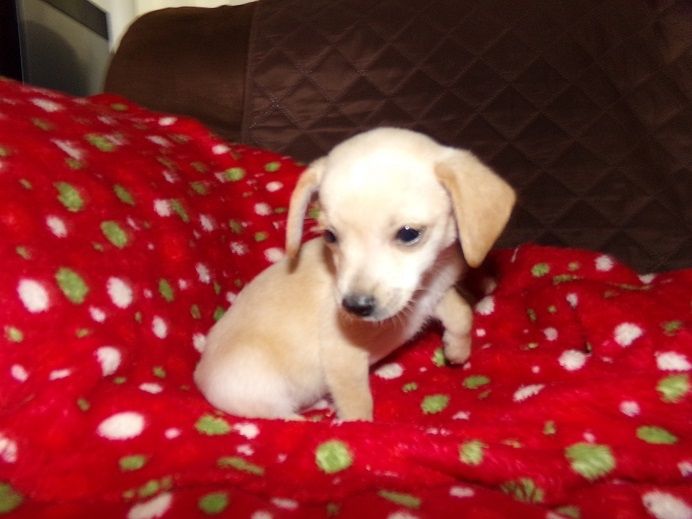 Chihuahua Puppies For Sale Tucson, AZ 238895 Petzlover