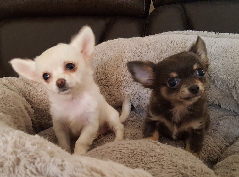 Chihuahua Puppies For Sale San Diego, TX 239754