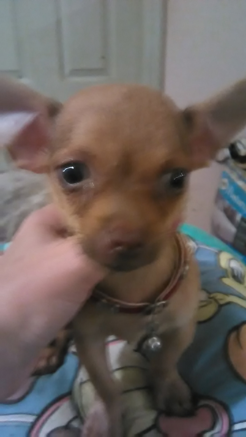 Chihuahua Puppies For Sale Myrtle Beach, SC 240099