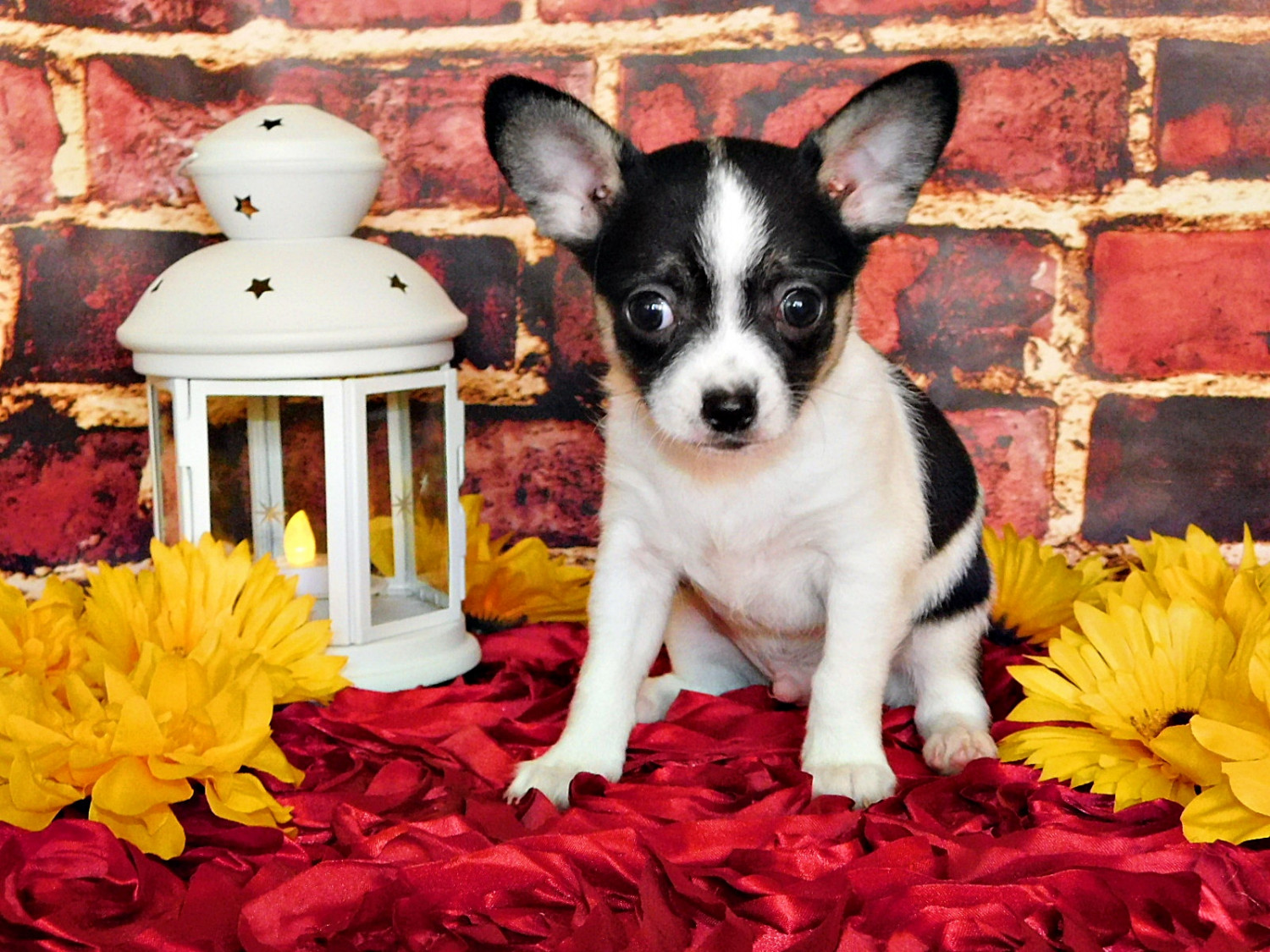 Chihuahua Puppies For Sale Greenwood, AR 241320