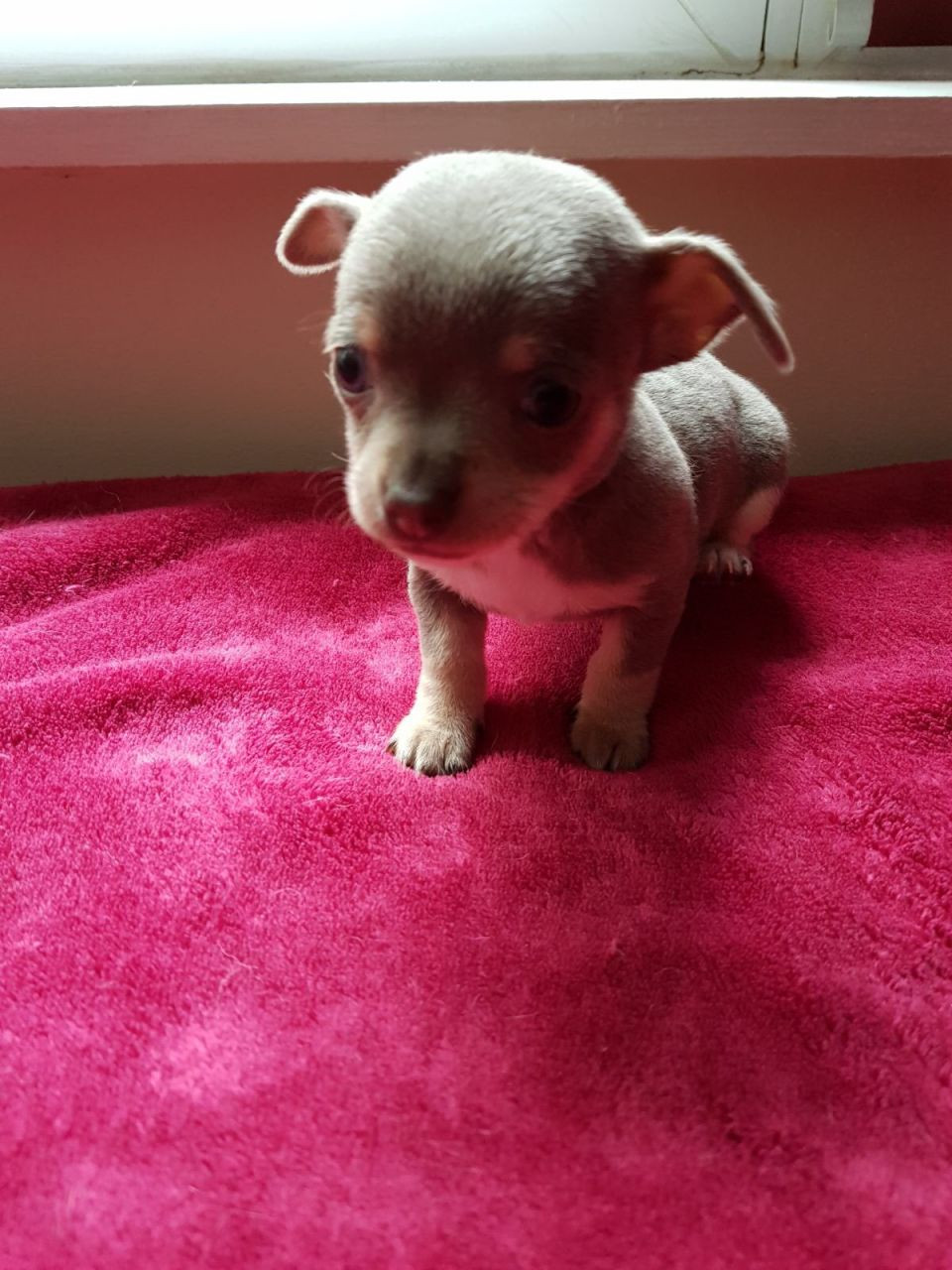Chihuahua Puppies For Sale Salt Lake City, UT 242344