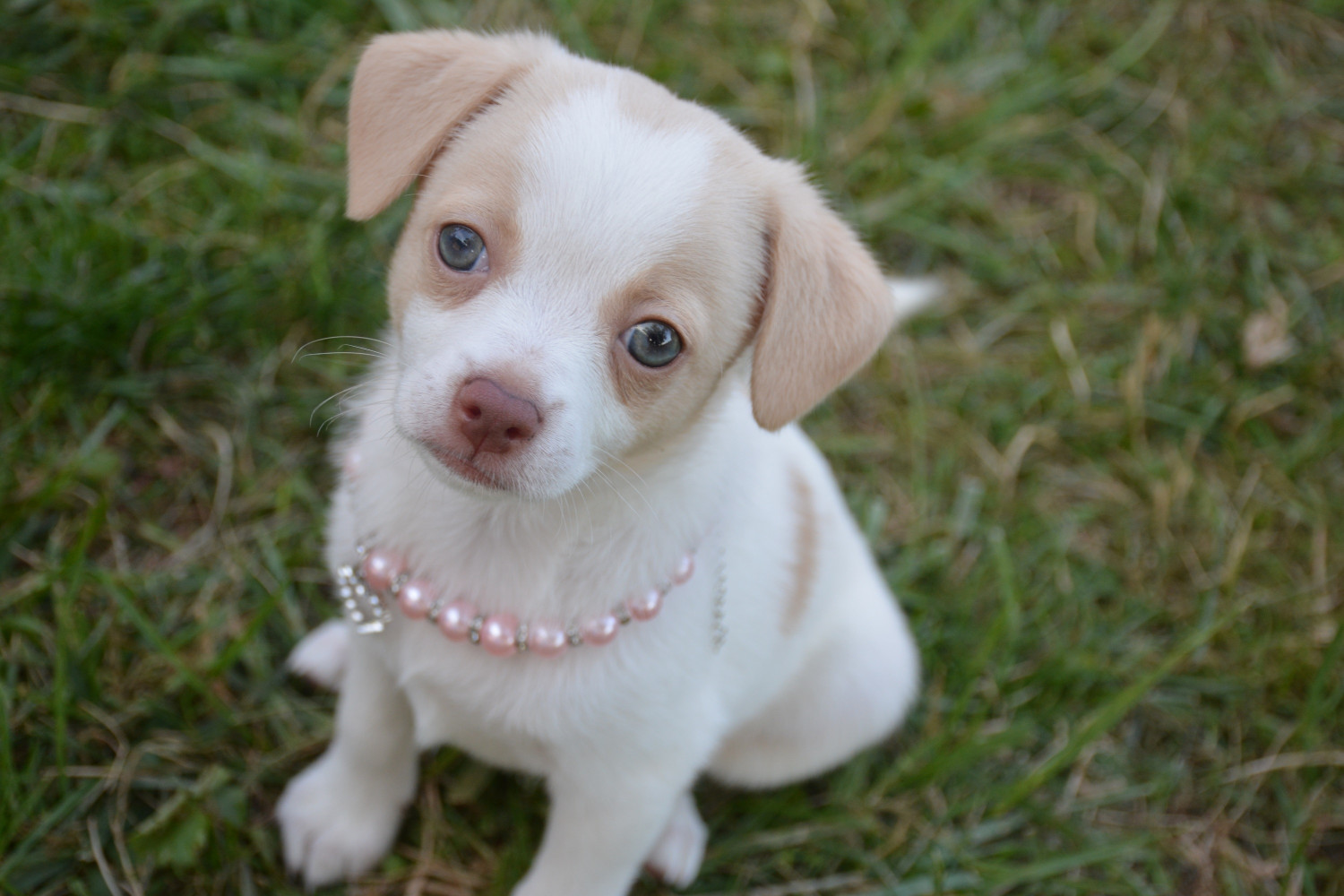 Chihuahua Puppies For Sale Trenton, MI 242463 Petzlover