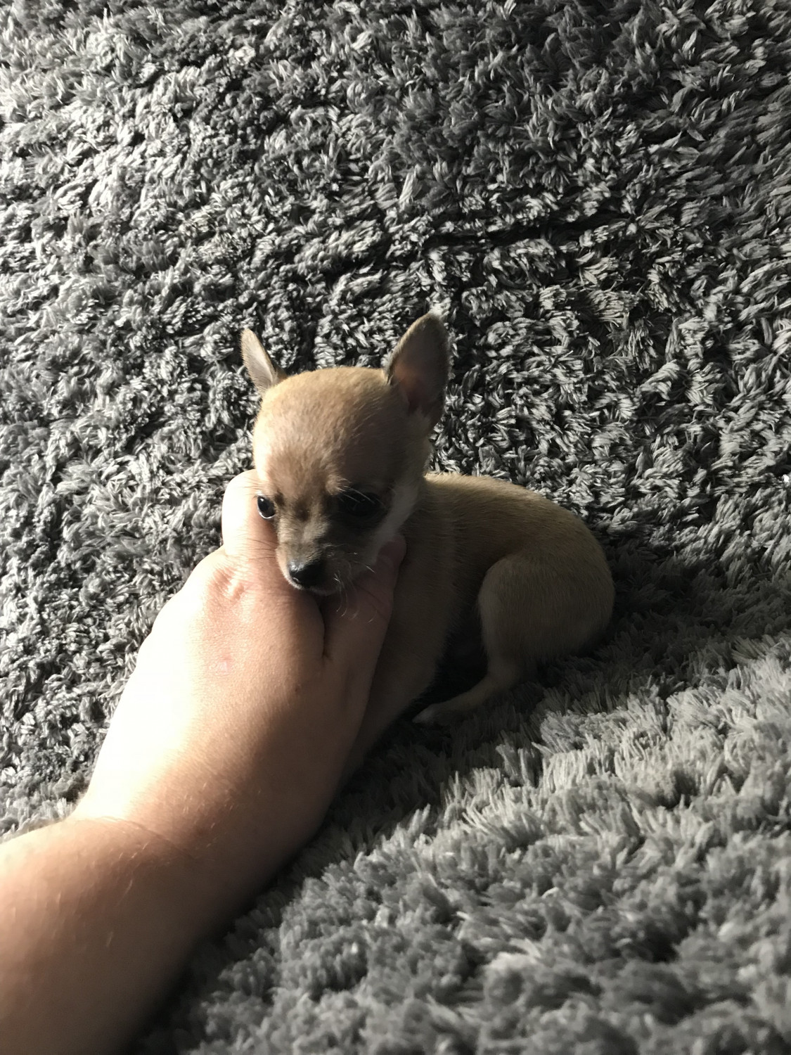 Chihuahua Puppies For Sale Harrisburg, PA 242581