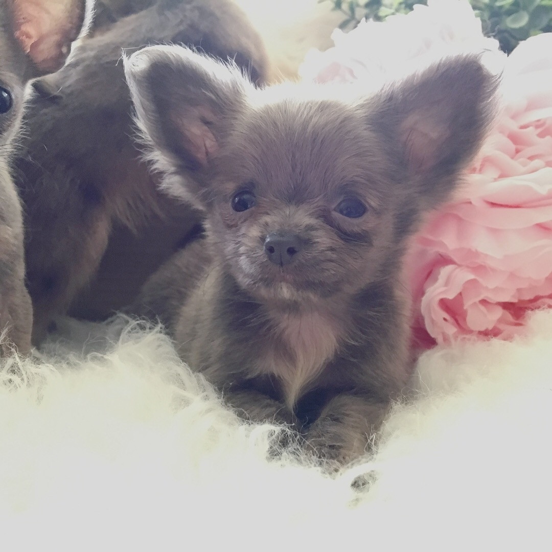 Chihuahua Puppies For Sale Pittsburgh, PA 243158
