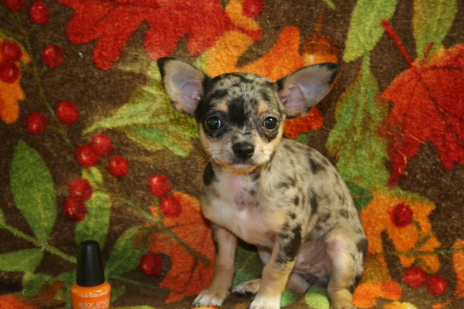 Chihuahua Puppies For Sale WinstonSalem, NC 244045