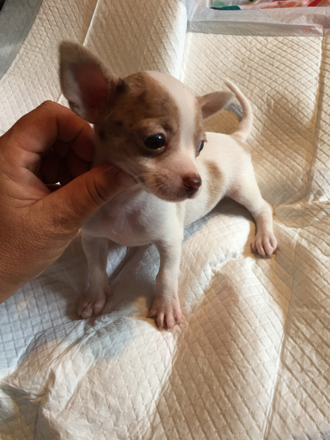 Chihuahua Puppies For Sale Tazewell County, VA 244813