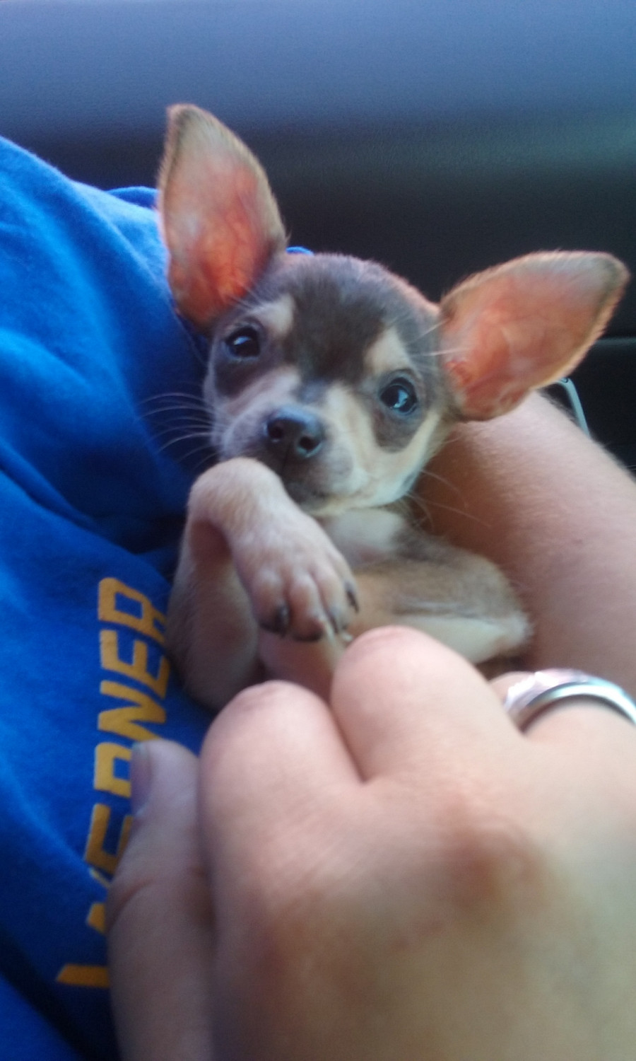 Chihuahua Puppies For Sale Goreville, IL 245123