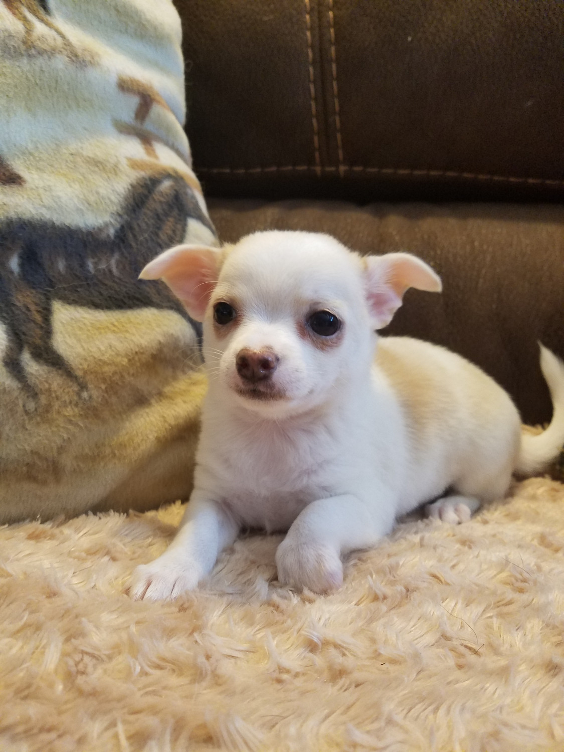 Chihuahua Puppies For Sale New Alexandria, PA 245517