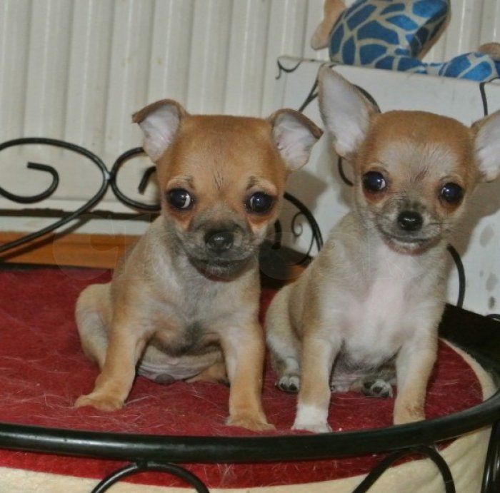 Chihuahua Puppies For Sale New York, IA 245716