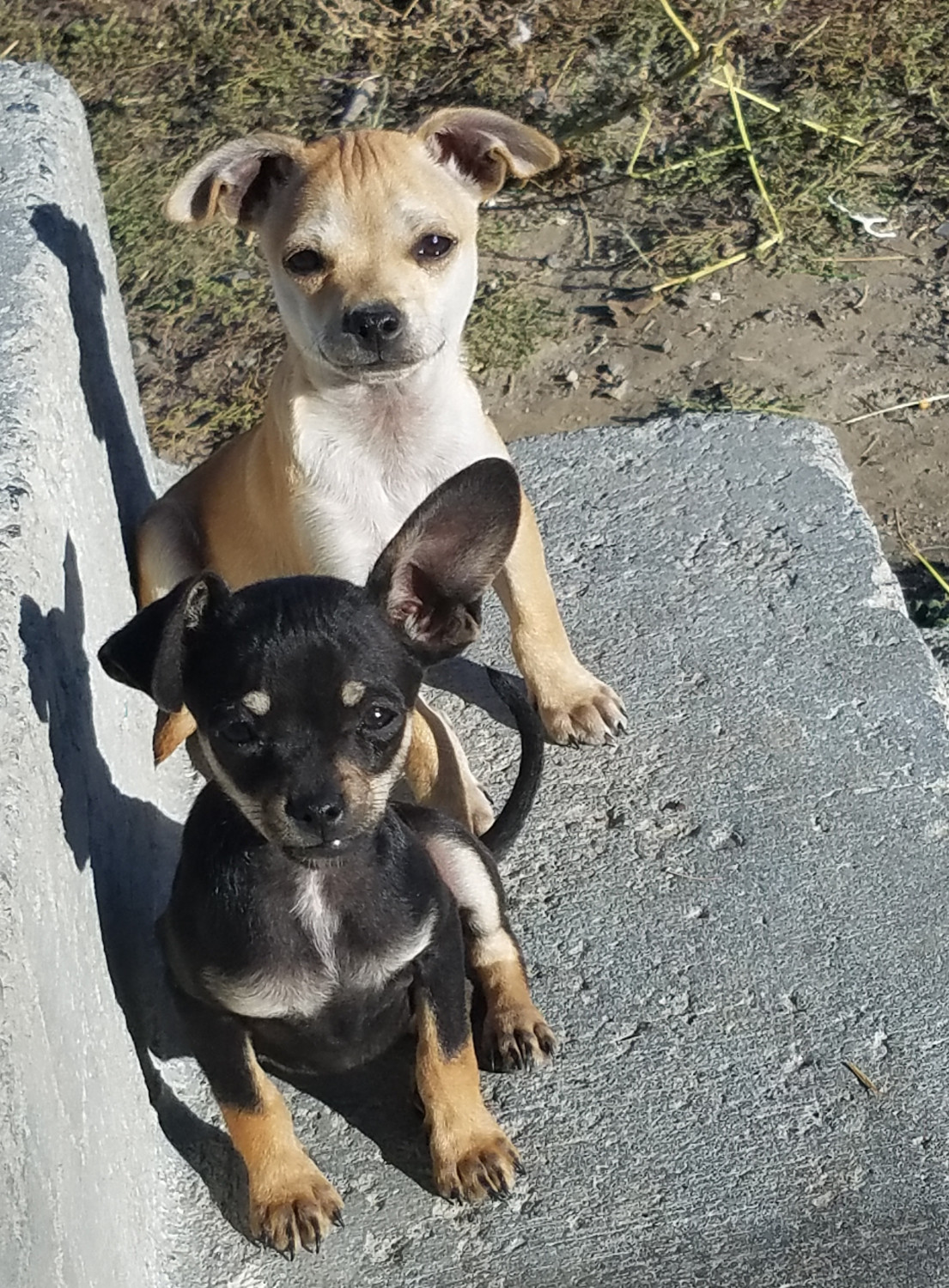 Chihuahua Puppies For Sale Longview, WA 202354