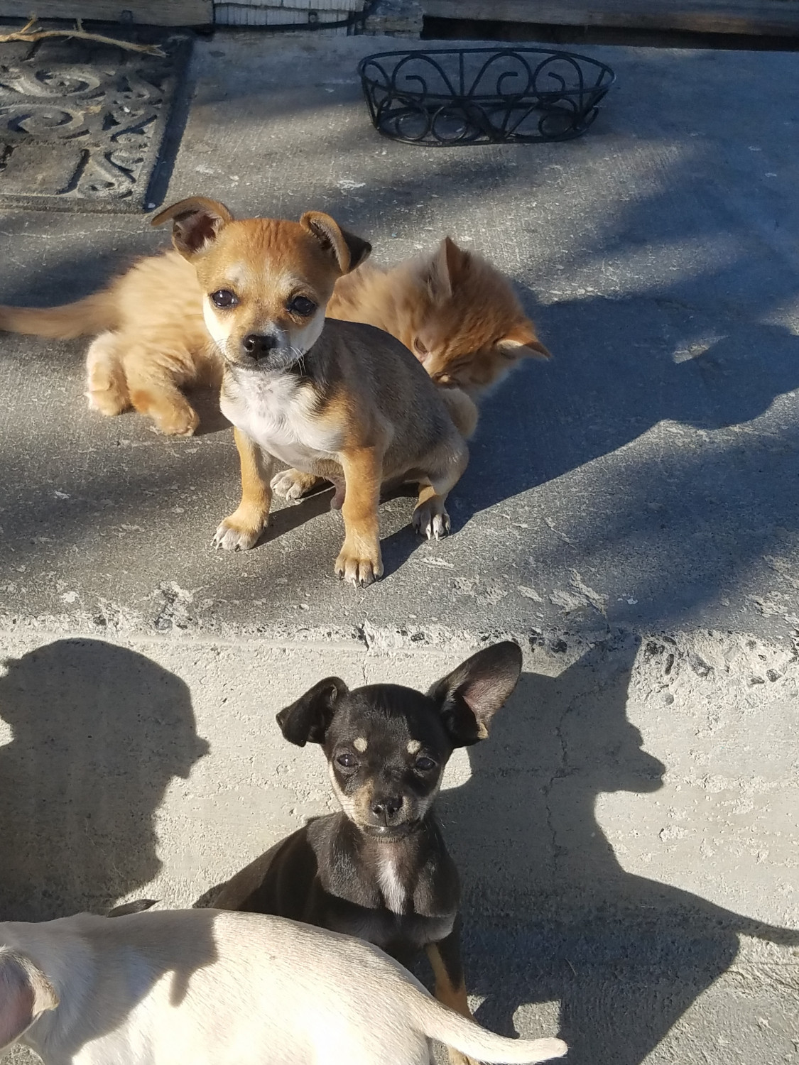 Chihuahua Puppies For Sale Quincy, WA 248792 Petzlover