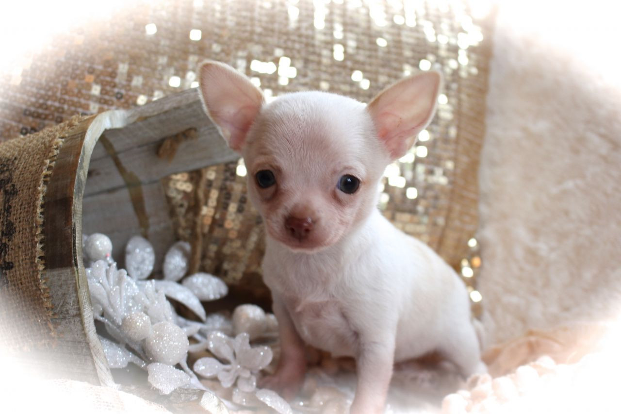 Chihuahua Puppies For Sale Central Avenue, NJ 248996