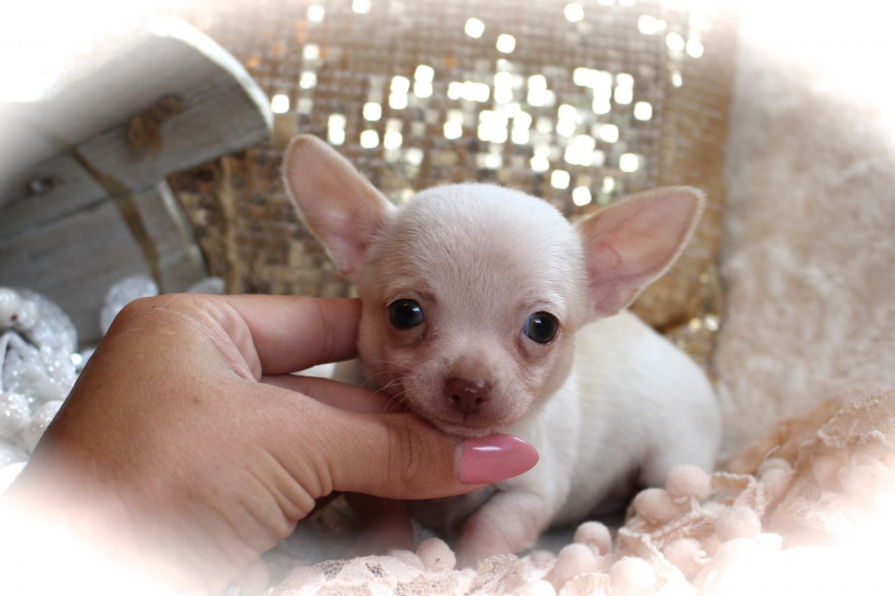 Chihuahua Puppies For Sale Central Avenue, NJ 248996