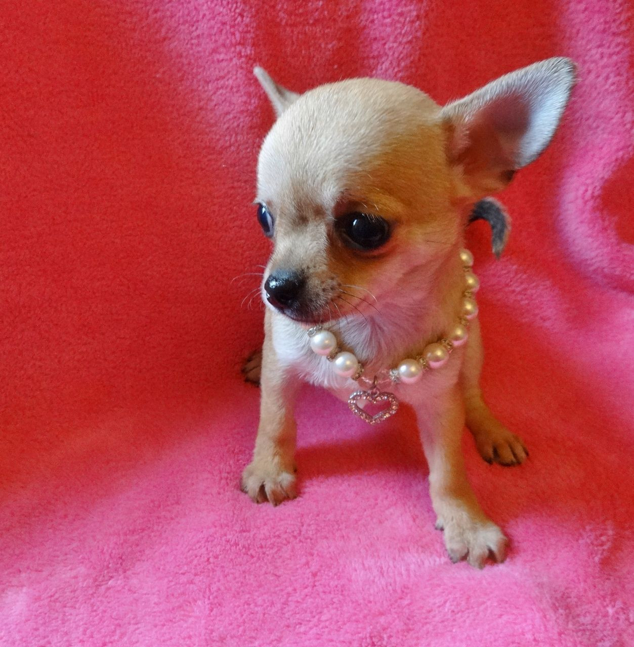 Chihuahua Puppies For Sale Central Avenue, NJ 248997
