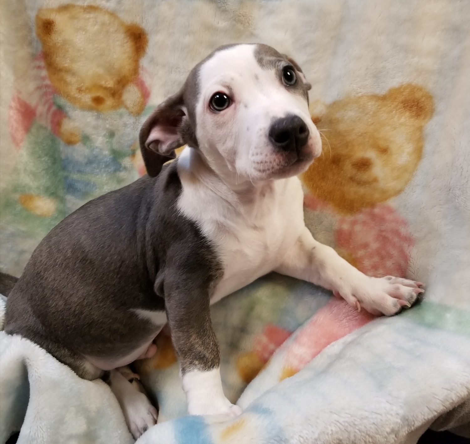 Chihuahua Puppies For Sale Cheney, WA 248121 Petzlover