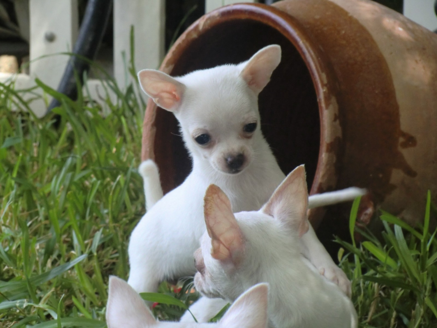 Chihuahua Puppies For Sale Dallas, TX 252749 Petzlover