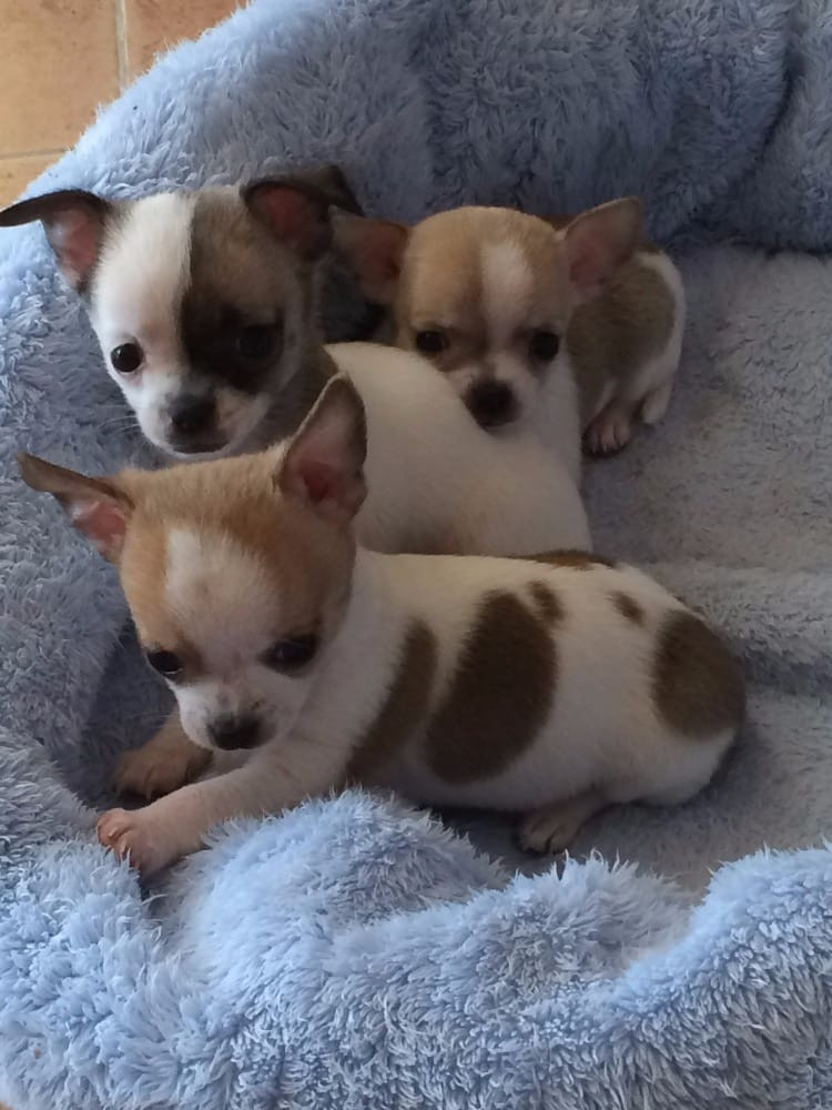 Chihuahua Puppies Rescue Ct ADOPT 19012400223