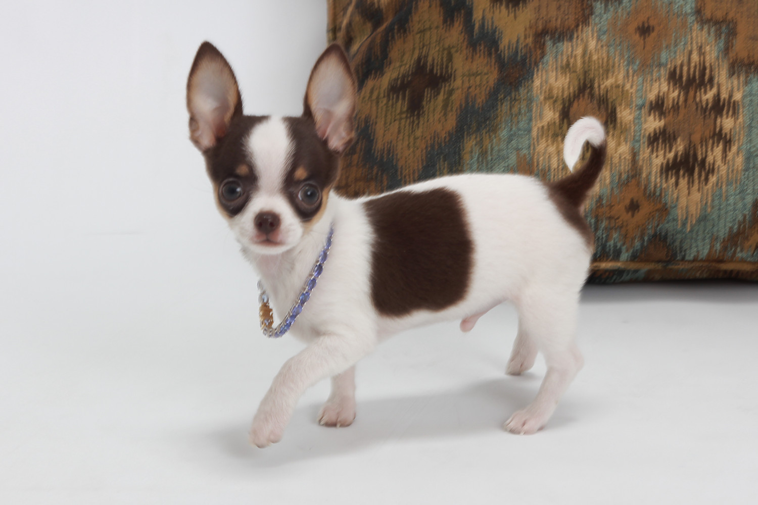 Chihuahua Puppies For Sale Abilene, KS 254900 Petzlover