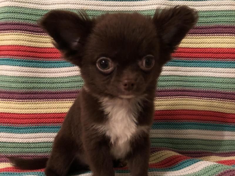 Chihuahua Puppies For Sale Houston, TX 255186 Petzlover