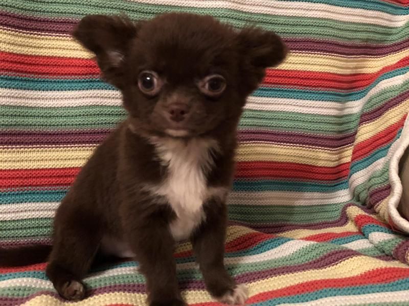 Chihuahua Puppies For Sale Houston, TX 255186 Petzlover