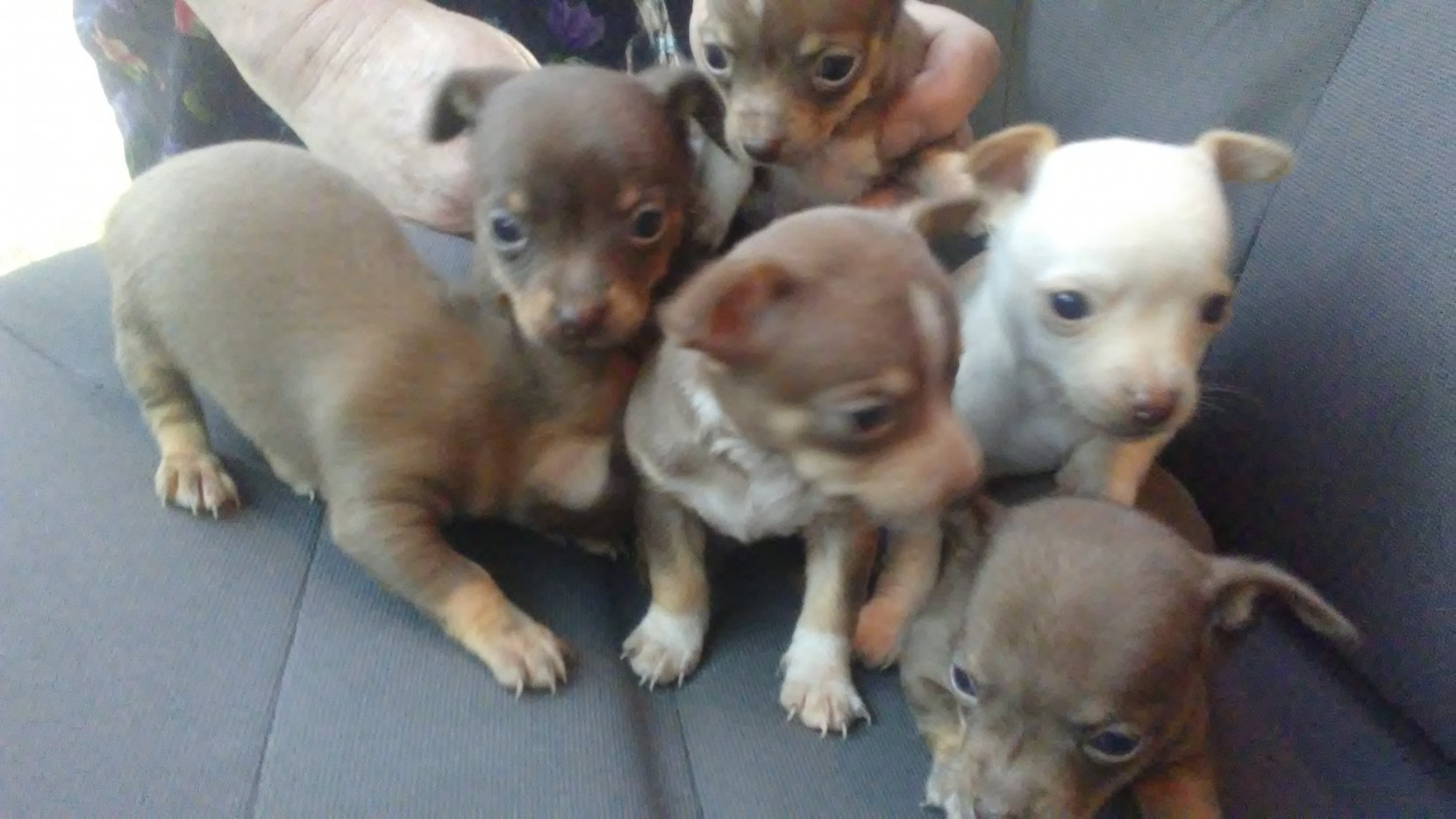 Chihuahua Puppies For Sale Kenner, LA 257205 Petzlover