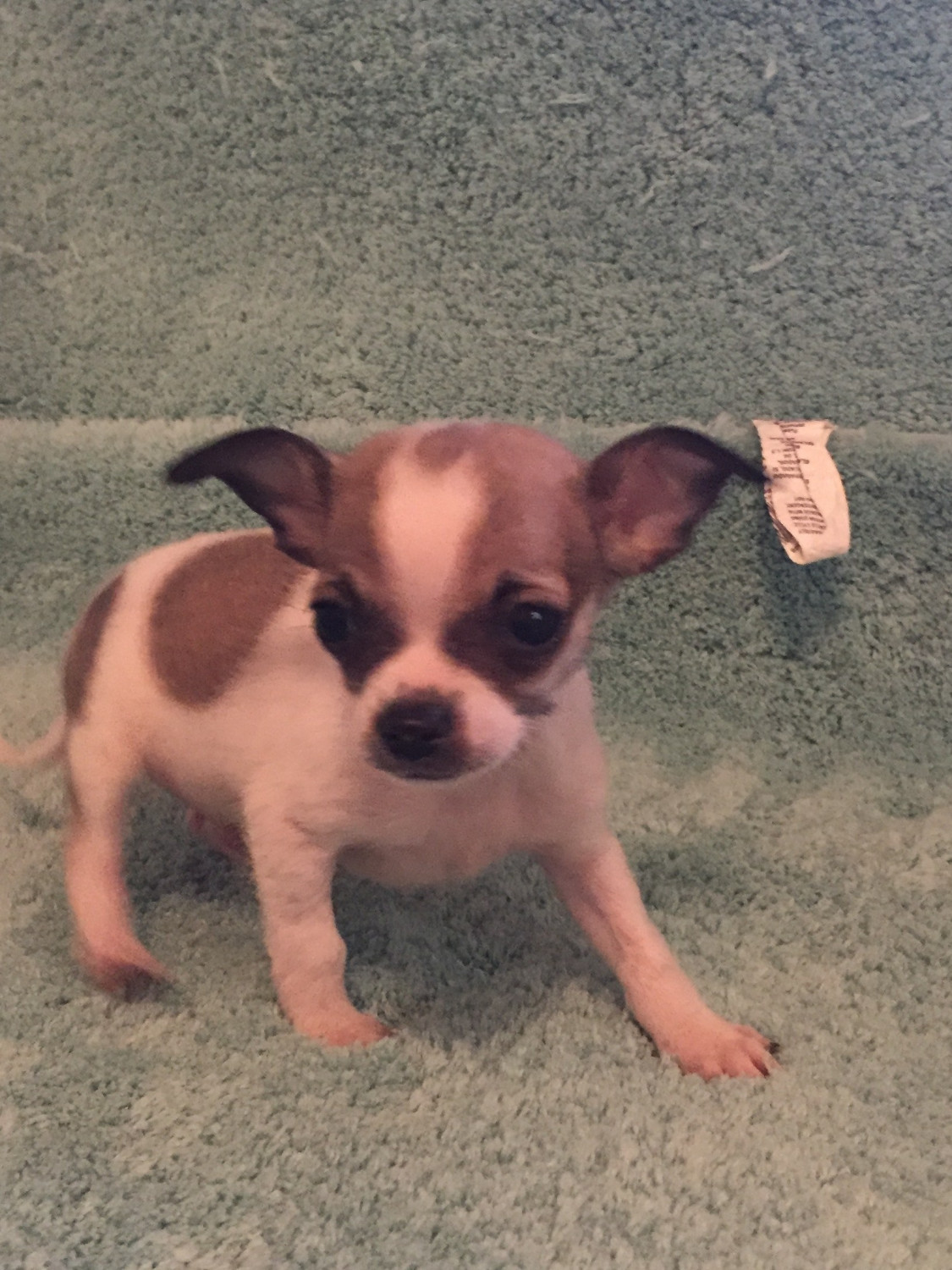 Chihuahua Puppies For Sale Cookeville, TN 257726
